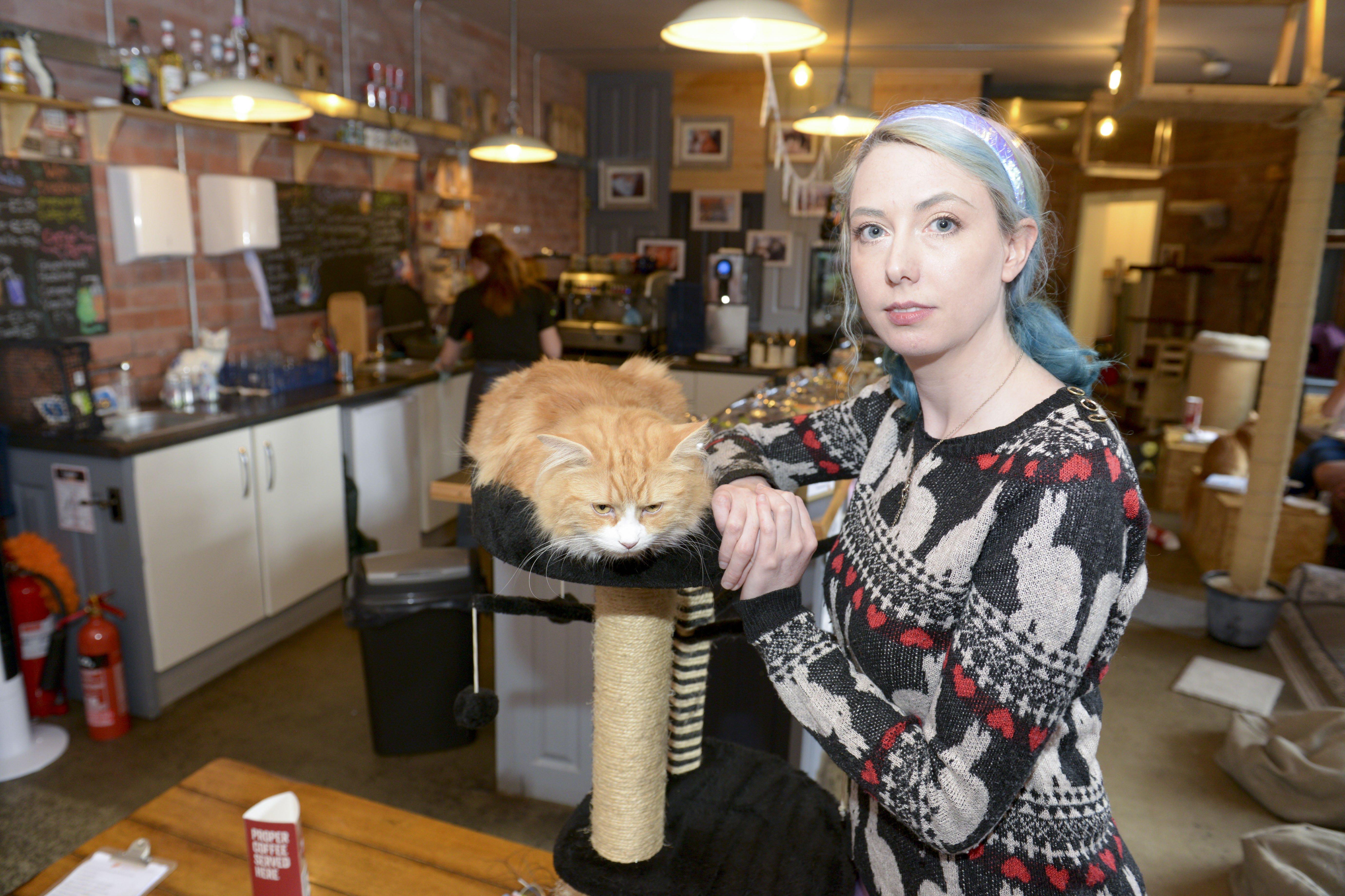 Sheffield cat  caf  owner gobsmacked by generosity shown 