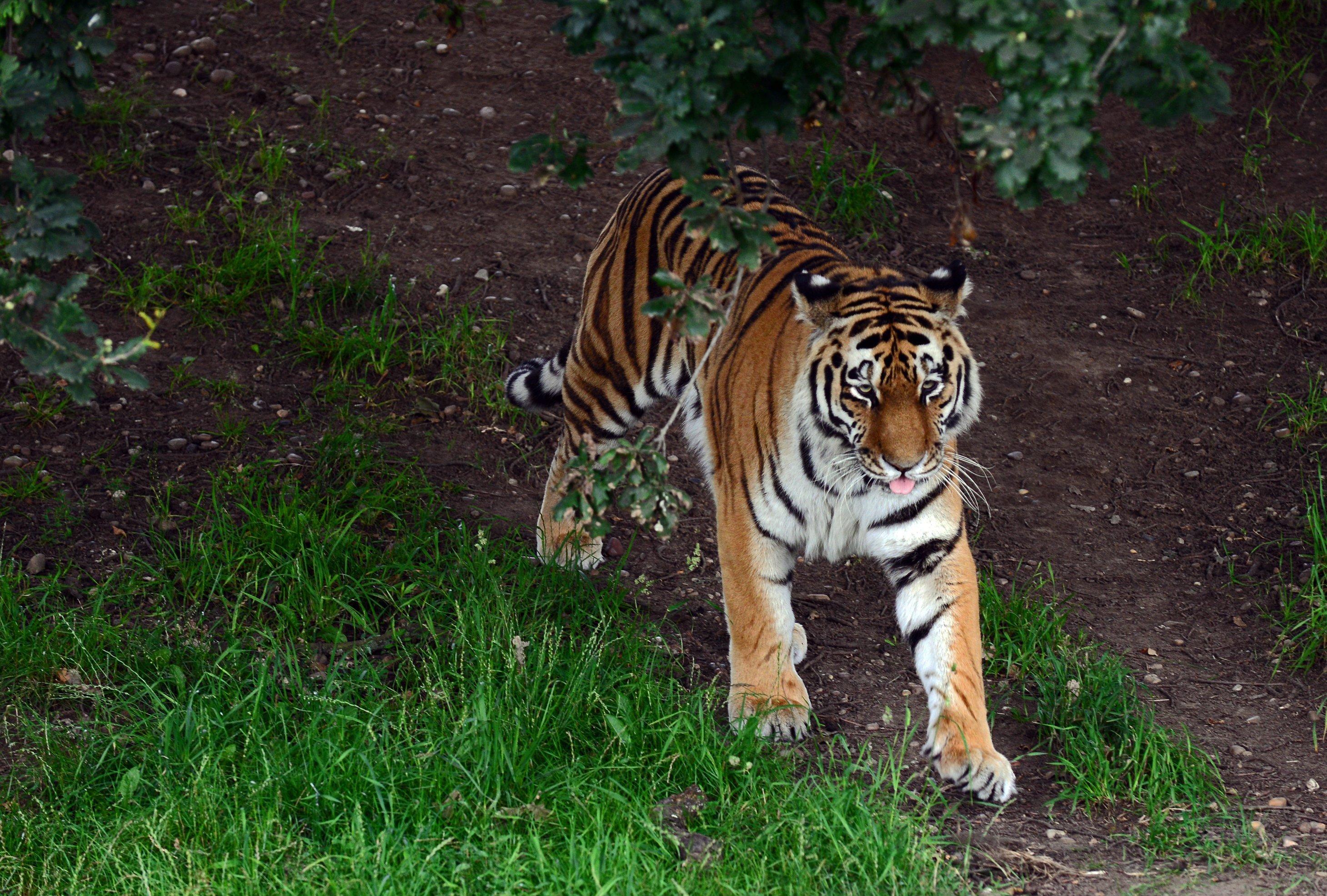 Yorkshire Wildlife Park animal gallery: What you can see during the ...