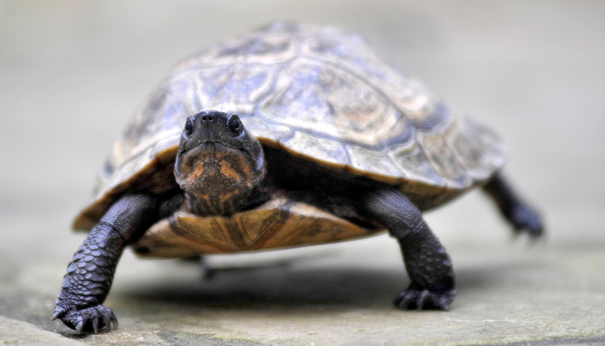 Terrapins Are Thriving In Sheffield's Parks And Green Spaces - But It's 