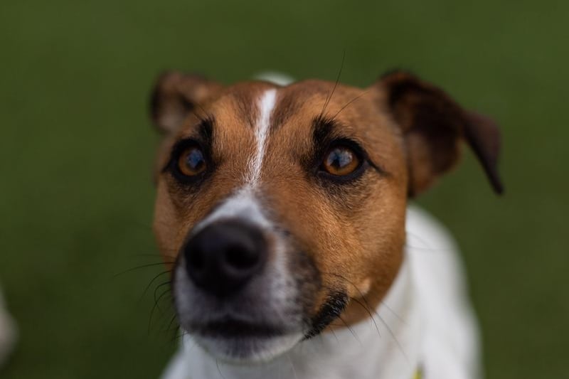Storm is a four-year-old Jack Russell Terrier. He is looking for a quiet life, so needs to live in a house set back from a road as he can be noise sensitive. He would be best suited to families with children aged 16 and over and where someone is at home most of the time – he doesn’t like being alone. His favourite treats are ham and cheese. Credit: Dogs Trust