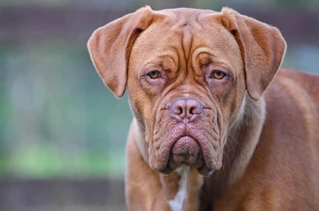 Crufts: is this the most expensive dog breed to insure?