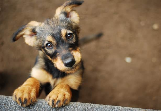 The Government has sought to educate the public about how to avoid being scammed when buying a pet (image: Shutterstock)