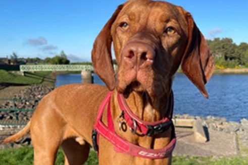 Lothian Region MSP Sue Webber said: "Alfie is part of my Holyrood life every single day not just Holyrood Dog of the Year Day.  He helps me campaign, he helps at my surgeries, he loves meeting my constituents, he appears on Zoom meetings and occasionally at committee events too.  He even made a star appearance on my MSP Christmas card."