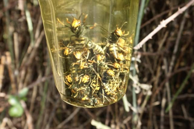 Asian hornets in the UK are on the rise