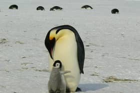 Chester Zoo is hiring a zookeeper to look after penguins & parrots - how to apply