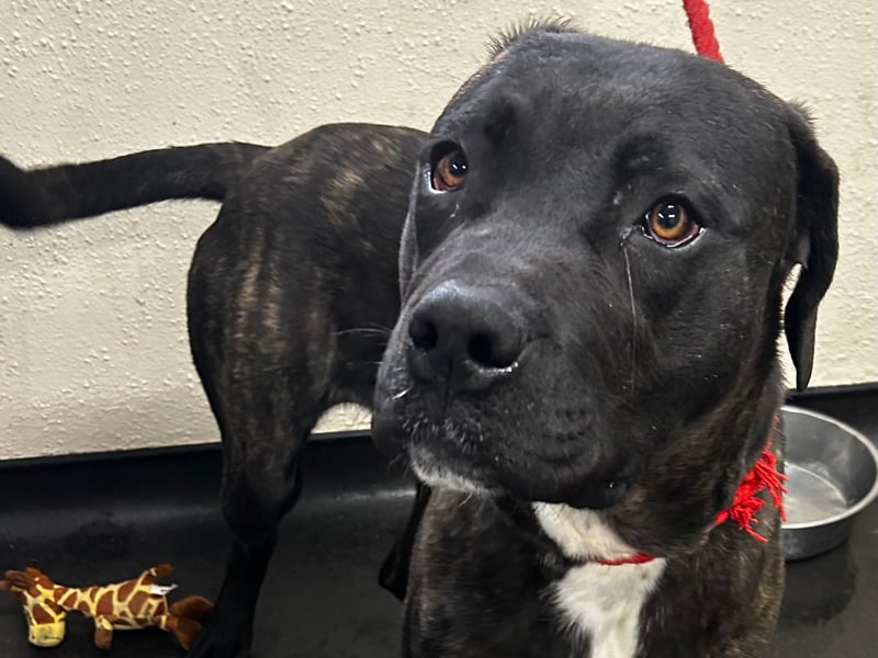 "Damon was brought into kennels after being found roaming as a stray. He is microchipped so we know he is only 8 months old. Damon is a cane corso, large in size, dark brindle in colour. Damon isn’t coping well in kennels, he has a lot of energy & is becoming very stressed in this environment. In kennels, we have noticed him being  reactive towards the other dogs he was kennelled next to. Damon needs all aspects of training including house training & will need a strong confident handler. Damon is very boisterous & jumps up so will need a home without young children. Damon has always been very friendly & affectionate towards all kennel staff & loves nothing more than a good fuss."
 - http://www.ineedahome.co.uk/dogs/13435-damon-brindle-cane-corso/