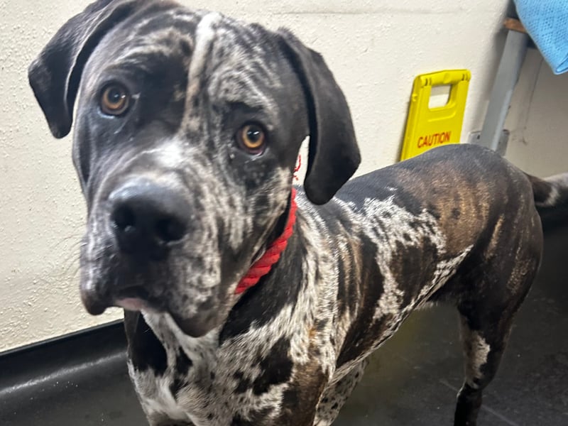 "This merle Cane Corso was brought into kennels after being found roaming as a stray. His microchip is unfortunately not registered so we don’t know his name or date of birth but have aged him around only 1 year old. He is a big lad & is very strong on the lead & will need a strong confident handler along with some lead training. He does jump up a lot & is boisterous so will need a home without young children. He may need a gentle reminder when it comes to housetraining. He loves a fuss &  to lean on whoever he’s with – he’s not overly food motivated but does like certain toys."
 - http://www.ineedahome.co.uk/dogs/13432-cane-corso-cross-male/