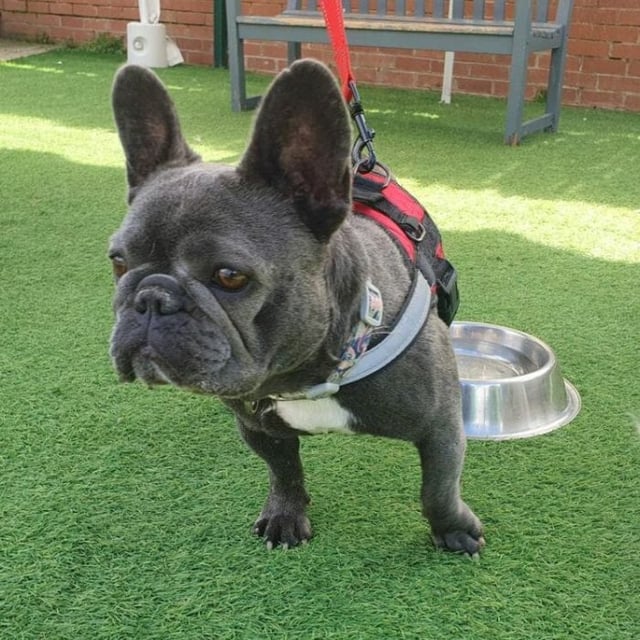 Luna is a three-year-old French bulldog who is very friendly. She would love a new family to take her on adventures. She is good in the car and housetrained. She could live with kids aged 10+ and is good with other dogs, but would prefer to be the only pet in the household. Luna struggles with a lot of exercise so is best suited to moderate walks. Photo: Thornberry Animal Sanctuary