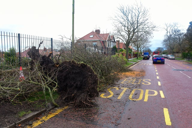 The scene on Queen Alexandra Road after Storm Arwen left trees uprooted.