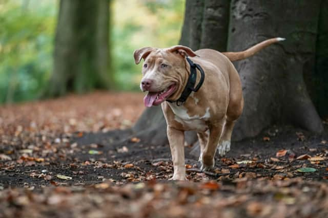 American XL bully dog