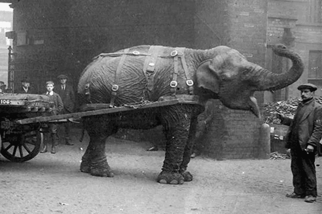 Lizzie the Elephant hauled munitions across Sheffield during the First World War, earning her celebrity status. More than 100 years later, her crucial contribution to the war effort has been recognised with a plaque