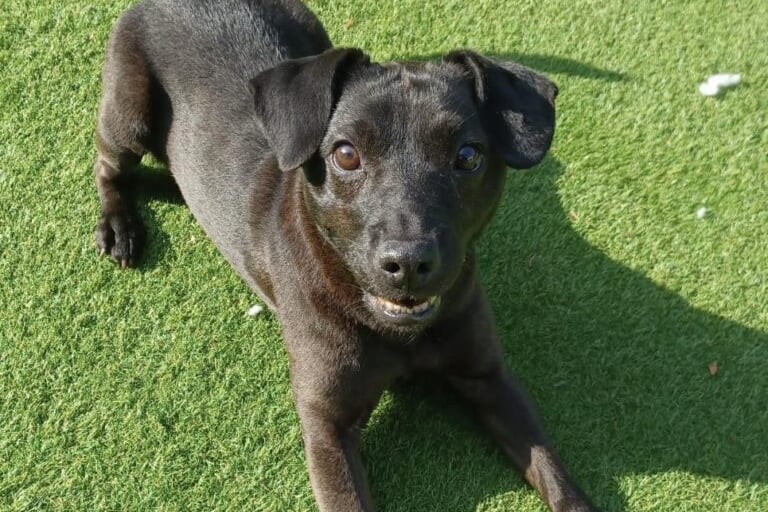 Benji is being cared for by Helping Yorkshire Poundies. Despite his age, he is full of energy, and he LOVES getting out for walks and exploring. He is reactive on lead to dogs, but it is felt that he may get used to some canine walking friends in time, with very slow introductions on lead. He has so much love and loyalty to give his new owner, and shouldn’t be homeless at his age. He is best suited to a pet- and child-free home that love terriers with their sensitive ways, and who understand that Benji will prefer walks in quieter areas where he won’t come across many other dogs is what he needs. He will make the best little companion.