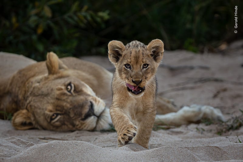 Under the watchful eye of its mother in South Africa’s Greater Kruger National Park, a curious lion cub walks towards the photographer, who was watching from a vehicle.