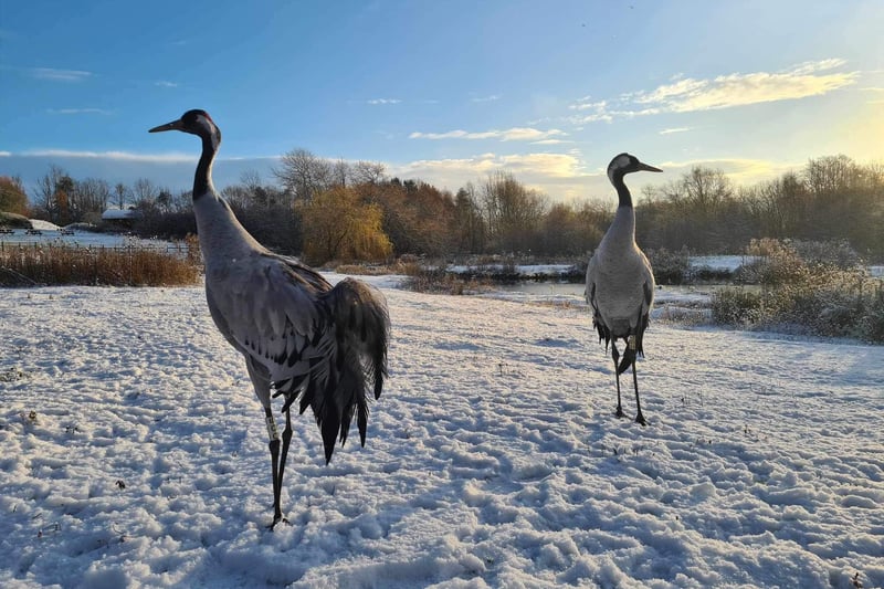 A pair of common cranes 