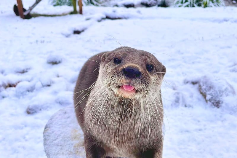One of the wildfowl centre's Asian short-clawed otters
