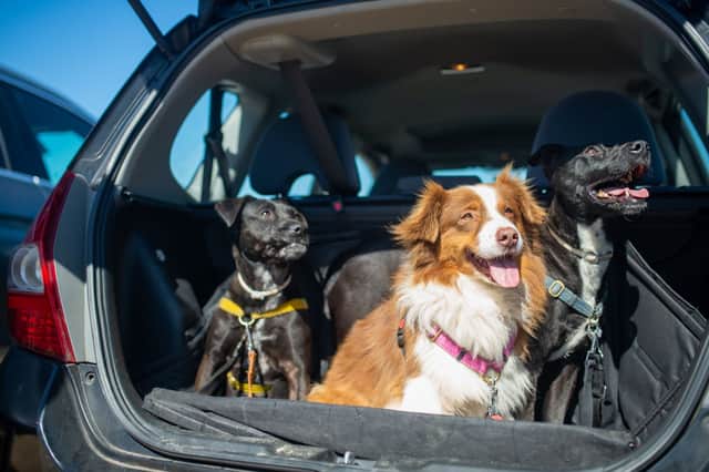 What Dog Breeds are Prone to Car Sickness? Unveiled Secrets
