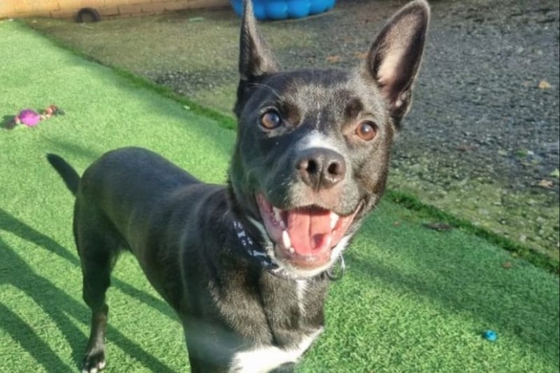 Dougie is a lovely lad who is full of beans and already knows a few cool tricks. He is best suited to an experienced home, ideally with some experience of high energy dogs. Dougie will need a lot of mental stimulation as well as exercise. He could live with teenagers aged 14+ and should be exercised in areas which aren’t too busy initially as he can be overwhelmed in busy places. He should be the only dog and will need more work on his socialising – he's a great project dog!