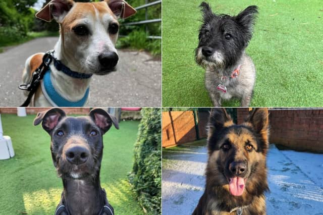 There are 15 gorgeous four-legged friends awaiting adoption at Thornberry Animal Sanctuary.