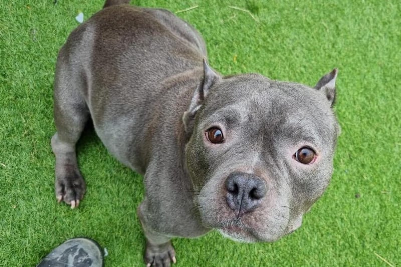 Bertha is the most adorable little ‘Pocket Bully’ who adores everyone she meets. Around 3-4 years old, Bertha looks just like a small, chunky Staffy and has sadly had her ears cropped at some point. She clearly had a terrible life before being found as a stray – she’s been heavily bred from and was in terrible condition when she was found. Thankfully she’s now gained weight nicely and is much happier, but she is very much in need of home comforts now. Bertha will have some accidents in the home as she isn’t yet fully housetrained, but she does do her best to stay clean in her kennel. She also isn’t totally used to walking on lead - she sets off well but can get a bit overwhelmed and put the brakes on, so she needs some confidence building. She needs to be the only pet, as she’s not so keen on other dogs, which is unsurprising given her past.