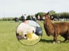 Adorable but naughty sheep interrupts alpaca yoga exercise class on farm