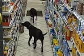 Thieving Labradors caught on CCTV stealing loaf of bread in hilarious shoplifting incident