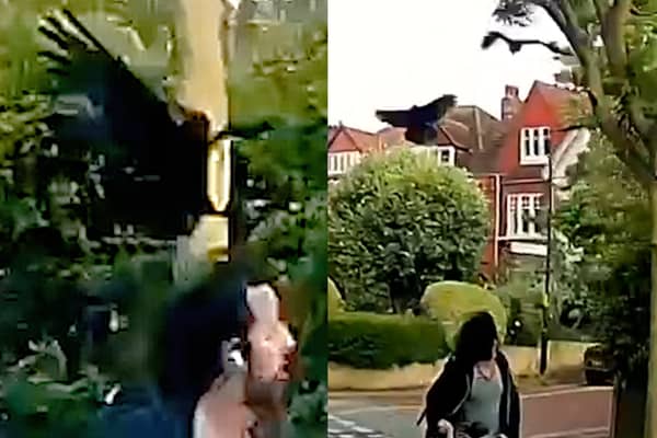 Cyclist is attacked by two crows in London neighbourhood.