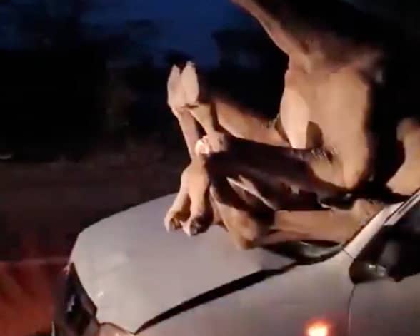 A camel landed through the windshield of a car in a road collision.