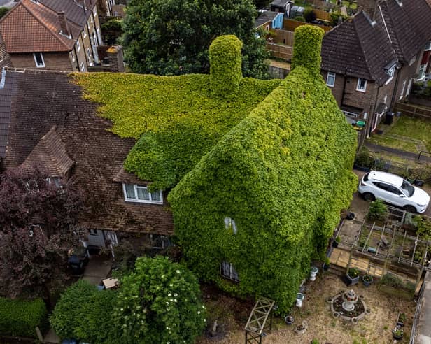 The extraordinary virginia creeper covered house in Bromley, South London which has become a local landmark with tourists stopping to take photos outside it. 