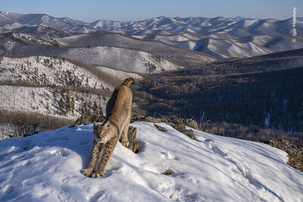 The 10 Best Wildlife Pictures In The World For 2024 - Featuring A Lynx ...