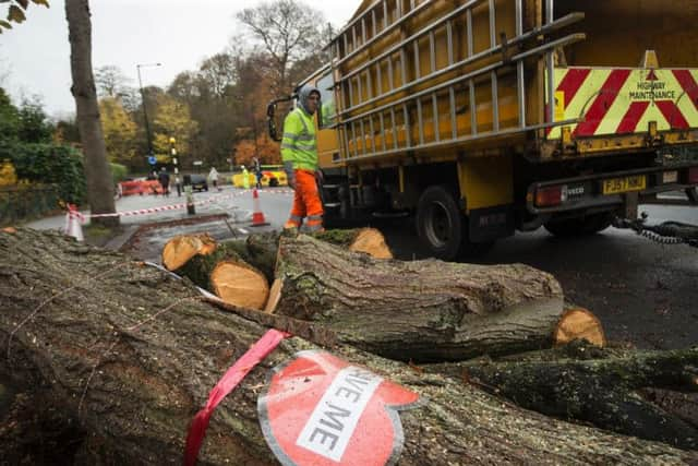 Trees on Rustlings Road were felled last week. Photo: PA