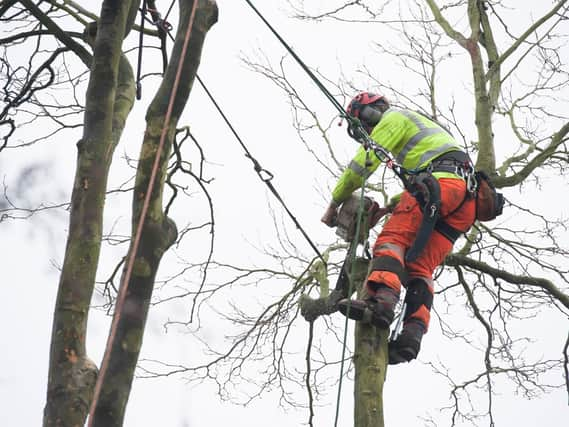 Tree felling.