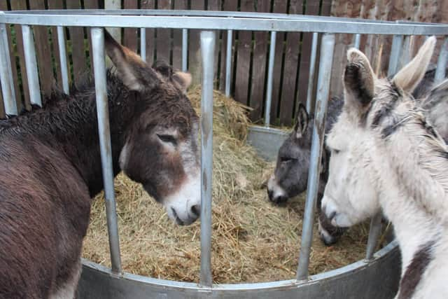 Covert video footage showing the "shocking and appalling" abuse of donkeys was released by the animal charity RSPCA, after a court was told how the herd, which gave rides on Blackpool beach, was subjected to a regime of cruelty and denied proper treatment from a vet at Fir Trees Farm, Salwick, near Preston. Some 16 dogs were also rescued.