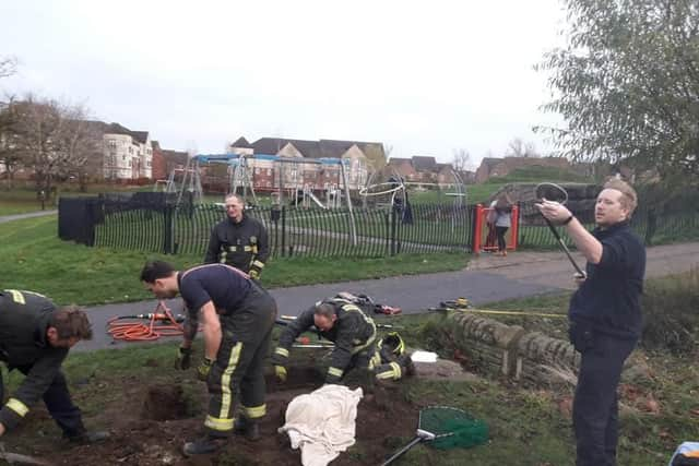 Firefighters rescued a dog and a fox trapped in a Sheffield sewer