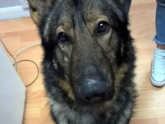 Can you help this missing dog trace its owners?