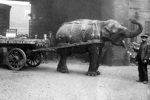 Lizzie the elephant, who worked for scrap merchant Thomas Ward during the First World War