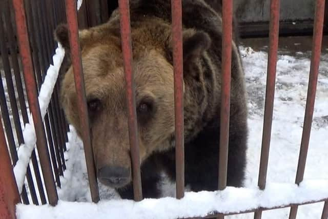 Brown bears weigh up to 550kg and can live for up to 35 years (pic: YWP)