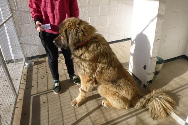 Sasha, pictured in May, after being taken in by the RSPCA.