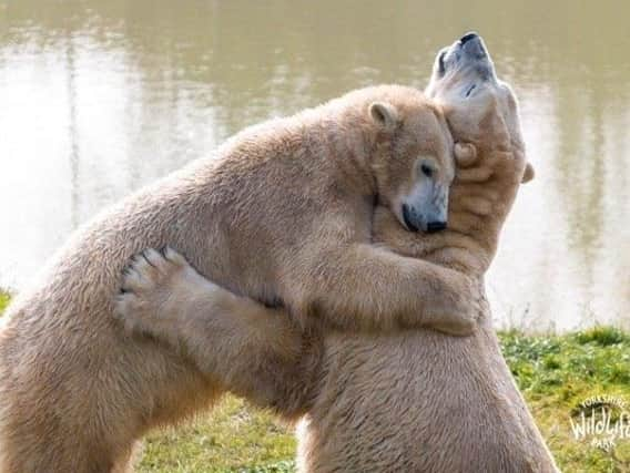 Polar bears as you've never seen them before