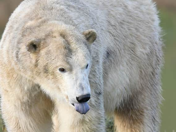 Polar bear at Yorkshire Wildlife Park.