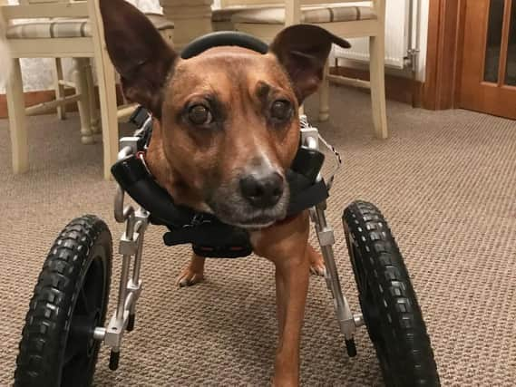 Brock is now learning to walk with his new cart