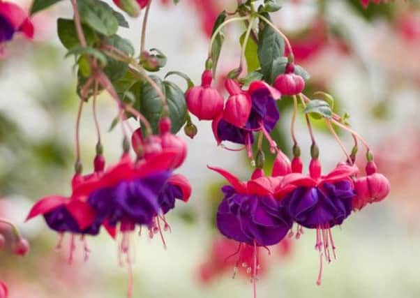 A Generic Photo of fuchsia. PA Photo/thinkstockphotos.