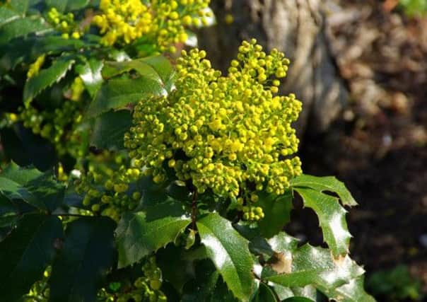 Mahonia.  PA Photo/Thinkstockphotos.