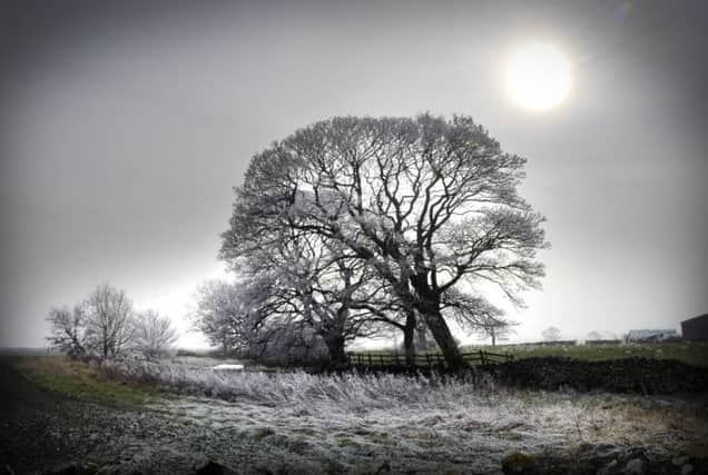 Wintery lanscape at Suffield.