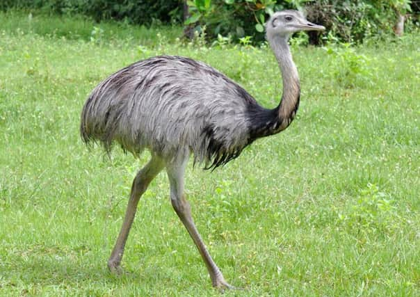 A rhea bird.