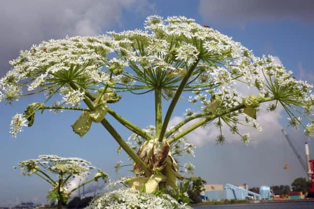 Giant Hogweed - Heracleum mantegazzianum. Photo: Free Photo: via flickr.com/photos/79818573