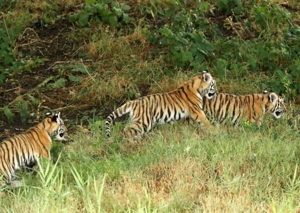 Hector, Harley and Hope, Amur tiger cubs at the Yorkshire Wildlife Park.