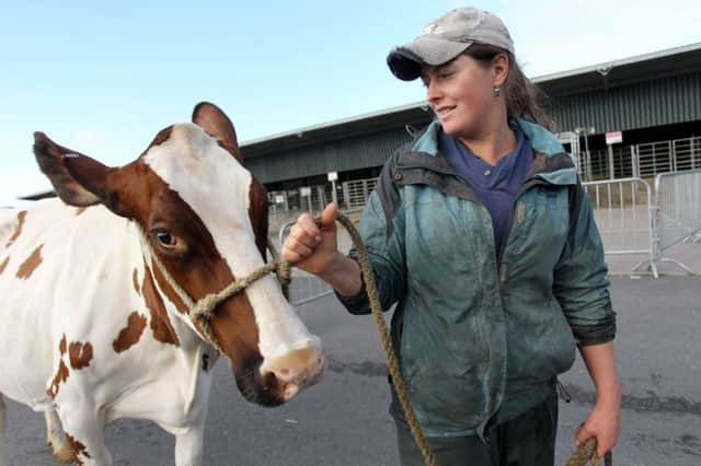 Bakewell Show 2015. Jo Billings is pictured giving her cattle a bath ready for showing later in the day.