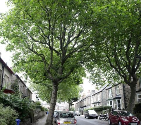 Western Road at Crookes where the council plan to chop down several trees