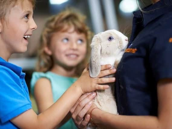 Don't feed your pet rabbit carrots and lettuce.