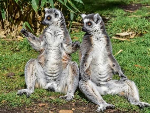 blue-eyed black lemur